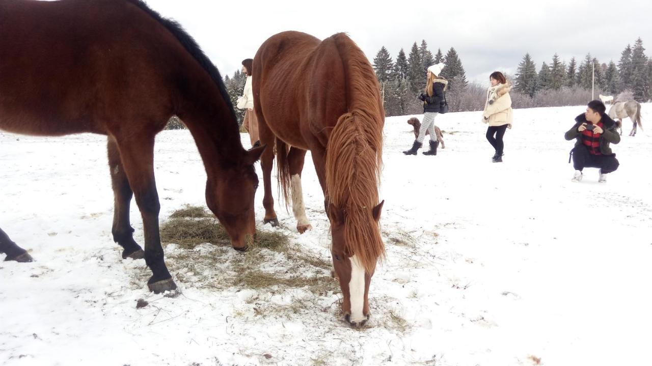 Willa Mountain House Mala Reka Zewnętrze zdjęcie